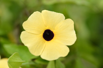 Black-eyed Susan vine