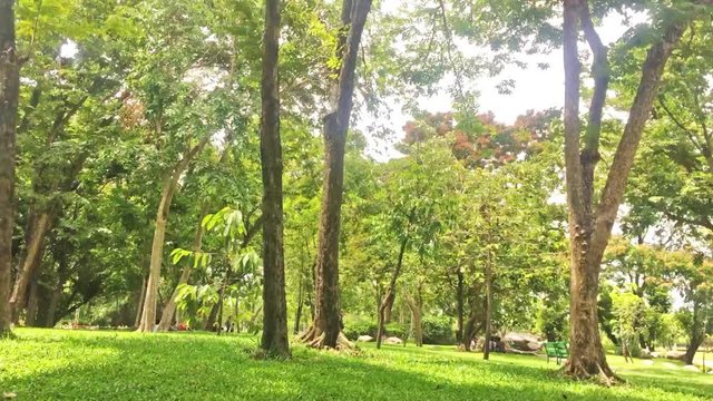 time-lapse green park out door natural beautiful view 4k