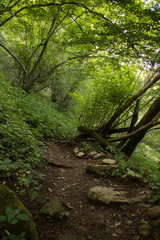 皿ヶ嶺の登山道