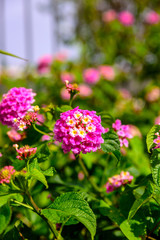 Beautiful wild pink exotic flowers. Close up photography from French Riviera.