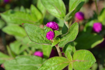 Globe amaranth Violacea