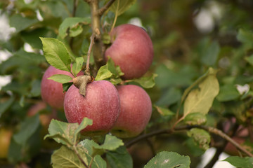 Natural landscape - red apples on the branch.