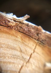 wood