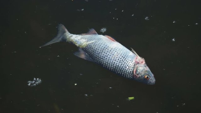 Dead fish floating in the Moscow river. Fili park, Moscow, Russia.