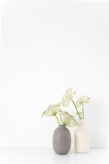 Tender summer indoor interior. Gray and white vases with episcopal weed bouquet on table on white background. Cute soft home decor. Mockup
