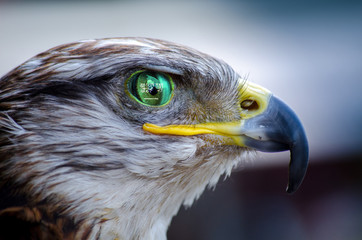 saudi arabia flag falcon
