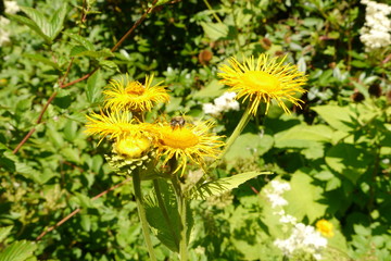 Gelber Alant mit Biene