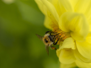 Bombus pascuorum. Le bourdon des champs