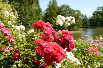 Blühende Rosen vor Teich