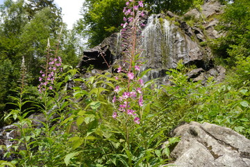 Weidenröschen vor Felsen mit Wasserfall