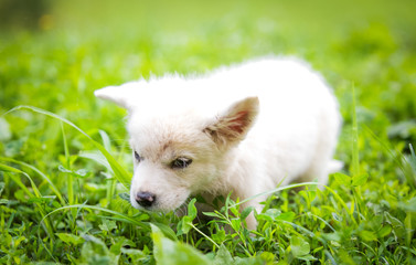 Fototapeta na wymiar White puppy in the grass 
