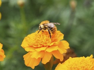 Bombus pascuorum. Le bourdon des champs