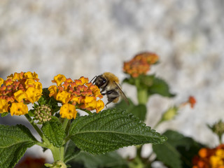 Bombus pascuorum. Le bourdon des champs