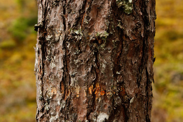 Obraz premium Abstract tree texture. Ideal for background.