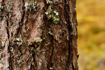 Beautiful wood texture pattern in a countryside forest.