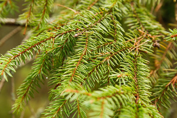 Beautiful pine branch tree in a green forest.