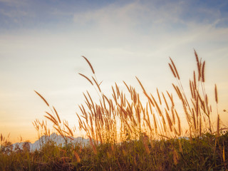 background Feather Pennisetum flower, Pennisetum flower, Mission Grass flower