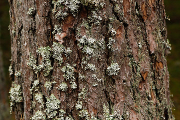 Beautiful wood, tree, forest pattern style backgorund for different purposes. 