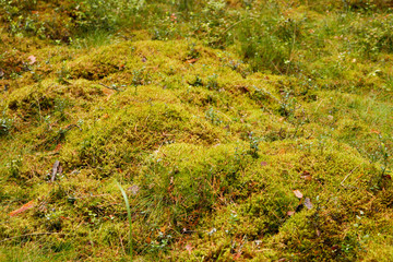 Green tree moss in a countryside forest near a village.
