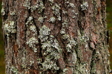 Village, countryside forest texture of a beautiful old tree.