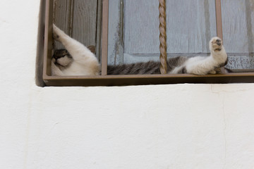 Funny cat taking nap on window narrow space behind bars. Cute feline resting. Comfort, relax, adaptability, flexibility, sleep anywhere concepts