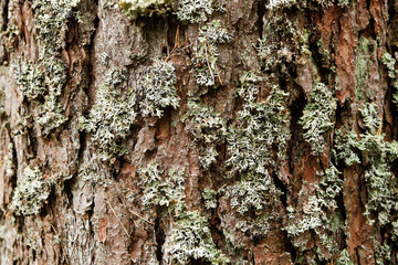 Fototapeta premium Beautiful wood, tree, forest pattern style backgorund for different purposes. 