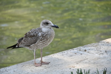 ROMA