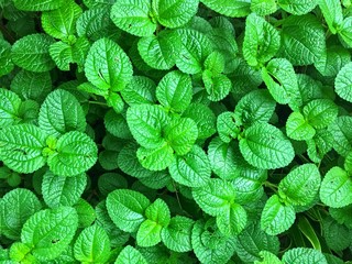 Fresh apple mint leaves background