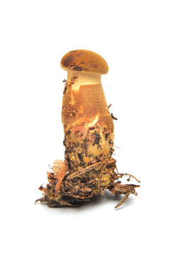 Tapinella atrotomentosa mushroom