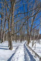 冬の奥日光のハイキングコース