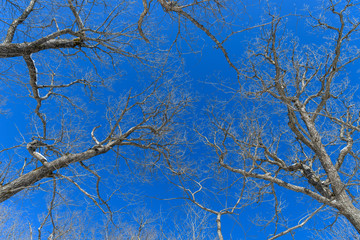 冬の奥日光の森