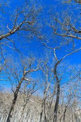 冬の奥日光の森