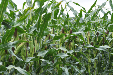 Corn after removing panicles on the maternal line