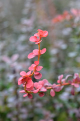 Fototapeta premium Japanese barberry Red Pillar
