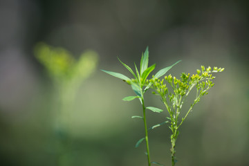 herbaceous plant with flowers on a blurred background