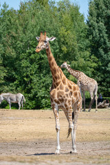Naklejka na ściany i meble Giraffe animal in safari park close up