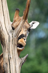 Giraffe animal in safari park close up