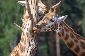 Giraffe animal in safari park close up
