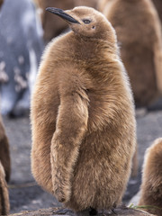juvenile King Penguin standing erect © Roger