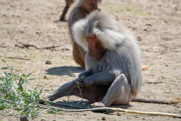 Adult male hamadryas baboon monkey sitting and eating bamboo leaves