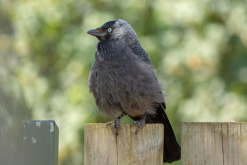 Young Western Jackdaw from crow family sitting on wooden fence close up