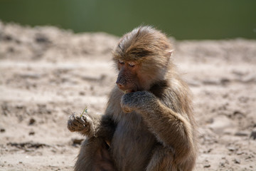 Adult olive baboon monkey sitting and eating bamboo leaves