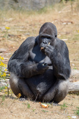 Big black hairy male gorilla monkey sit on grass and eat food with hands