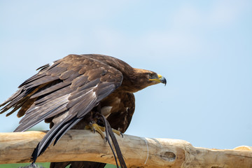 Golden eagle, Aquila chrysaetos, one of the best-known large birds of prey in the Northern Hemisphere
