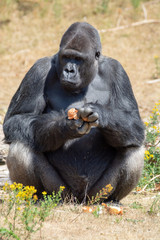 Big black hairy male gorilla monkey sit on grass and eat food with hands