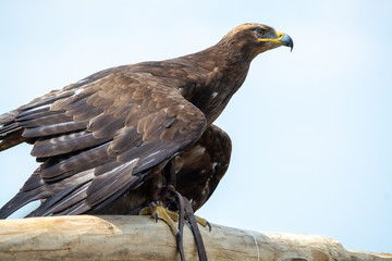 Golden eagle, Aquila chrysaetos, one of the best-known large birds of prey in the Northern Hemisphere