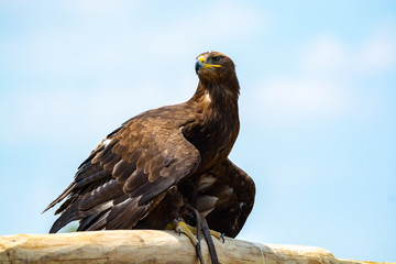 Golden eagle, Aquila chrysaetos, one of the best-known large birds of prey in the Northern Hemisphere