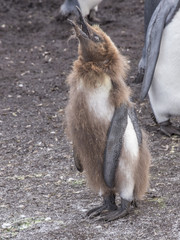 Juvenile King Penguin moulting