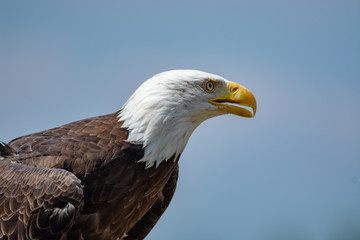 National animal of USA white-tailed big American bald eagle bird close up copy space