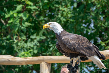 National animal of USA white-tailed big American bald eagle bird close up